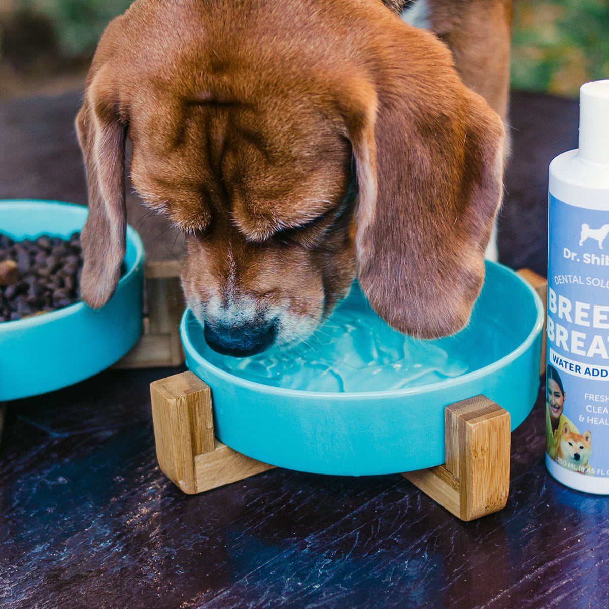 Dr. Shiba Bowls